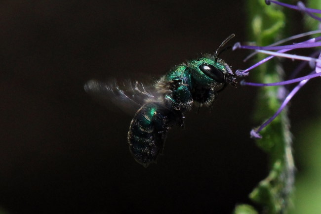 Osmia aglaia in air