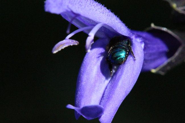 Osmia aglaia on salvia