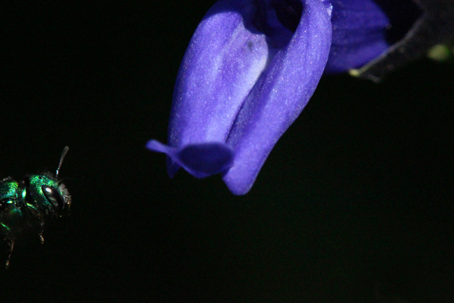 Osmia aglaia approaching salvia