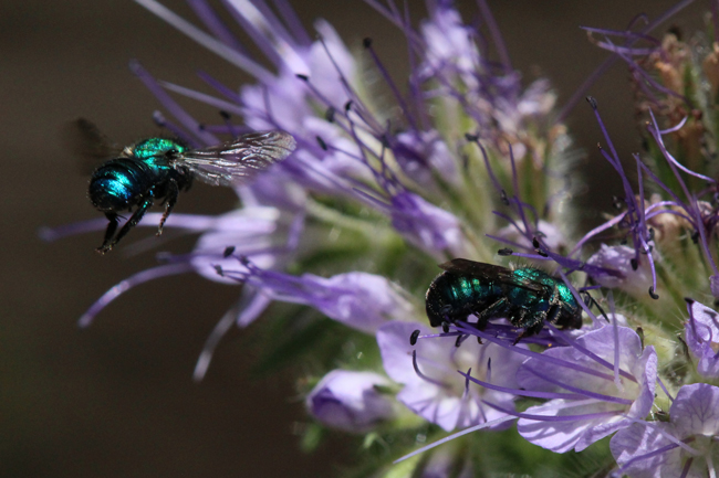 Osmia aglaia on Physalia