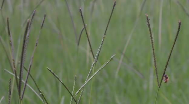 Bahia grass Dave Robertson