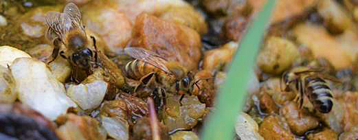 Bees-drinking-David-Robertson