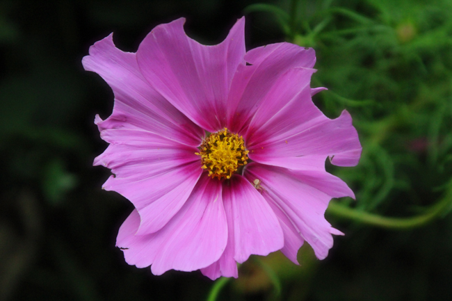 Cosmos-after-leafcutters