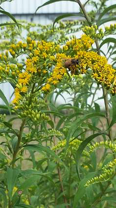 Goldenrod-2-David-Robertson