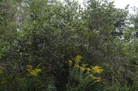 Goldenrod David Robertson