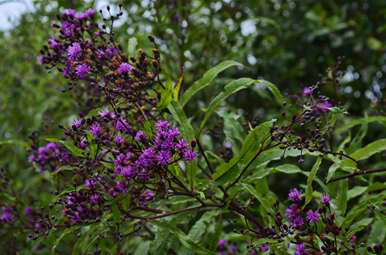 Ironweed-David-Robertson