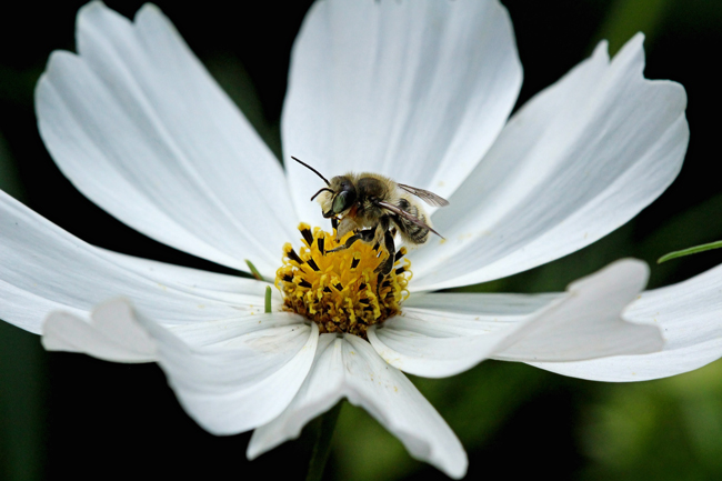 Leafcutter-he-bee