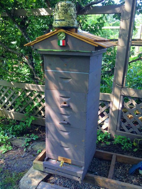 Michael-Ishitani-hive-3273
