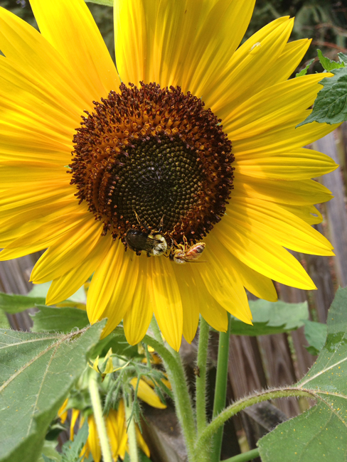 Sunflowers-Bryan-Bender