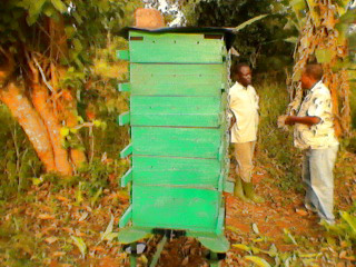 Hive in Uganda. Nicholas Mbugua.