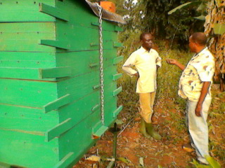 Hive in Uganda. Nicholas Mbugua. A Langstroth like no other.