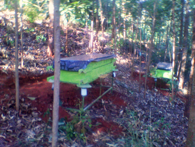 Hives in Kenya. Nicholas Mbugua