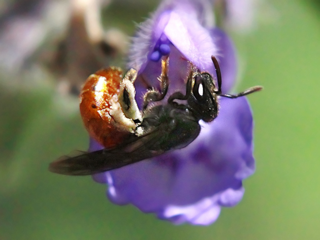 Lassioglossum-ovaliceps