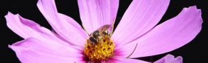 Bees-love-cosmos