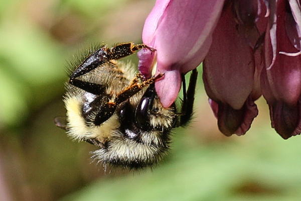Bumble-on-Dicentra formosa