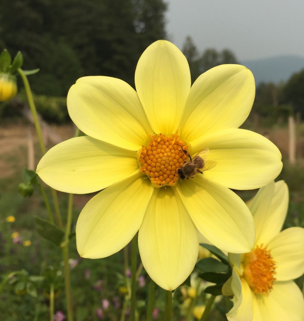 Bee on dahlia Ellen Gehling