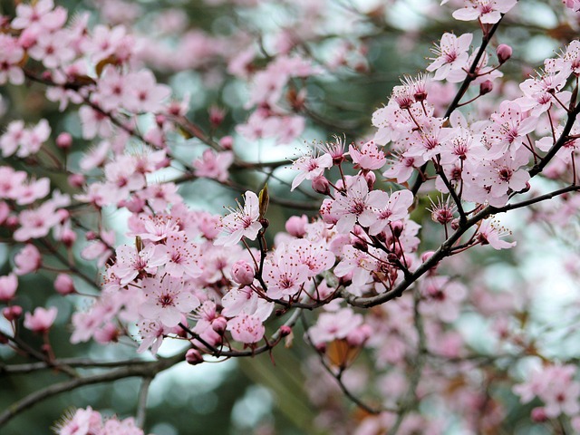 Fruit tree blossoms Pixabay