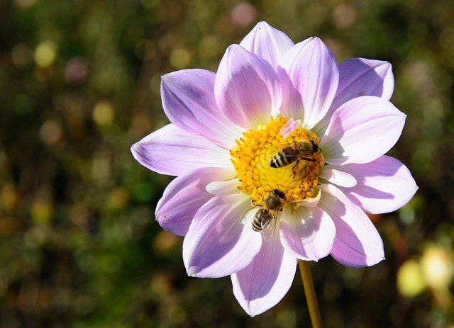 Honey bees on dahlia