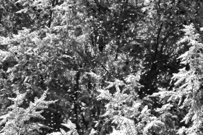 Black-&-white-bees-in-hemlock-Rusty-Burlew