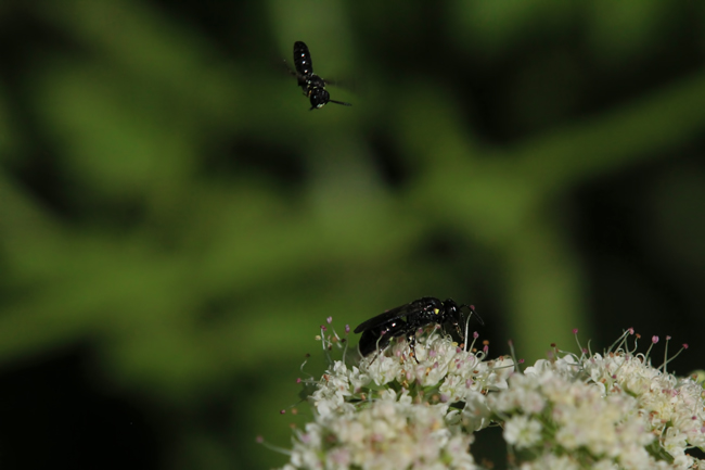 Ceratina-and-Hylaeus