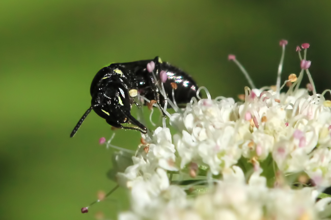 Hylaeus female face