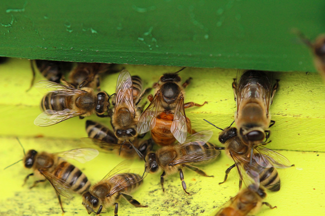 The workers gathered around her as she made her way in. You can see a drone on the right. © Rusty Burlew.