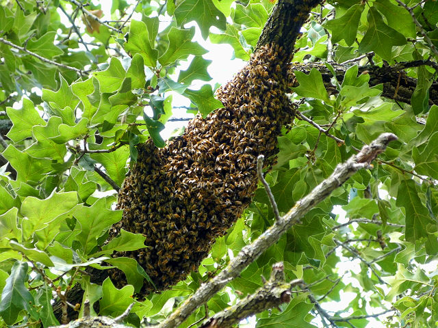 Lorieann-bee-swarm-on-limb-6-12-16