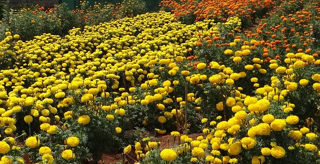 Marigolds. Pixabay photo.