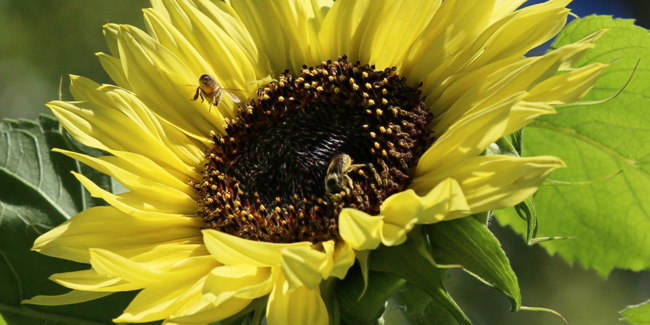 Bees on sunflower