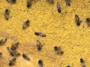 tammy-sill-bees in pollen