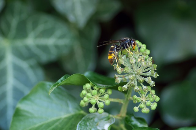 Asian hornet.