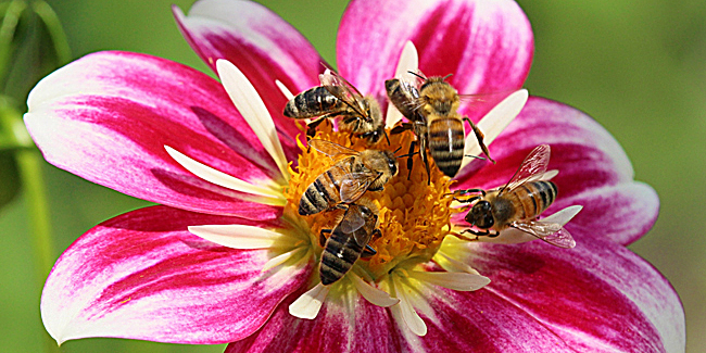 half-dozen-bees-dahlia
