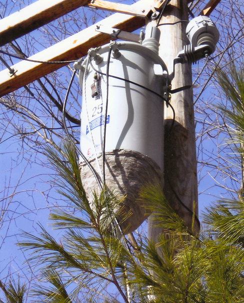 Hornet nest on transformer.