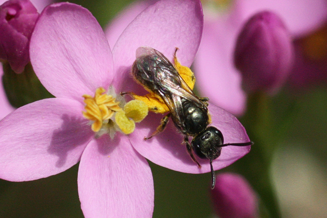 This sweat bee also has bare knee patches. 