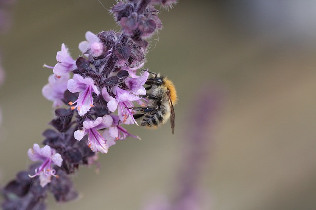 Bee on basil. The flowers are gone.