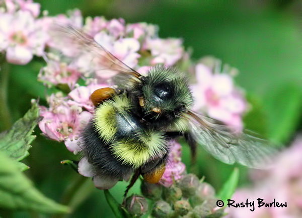 Mites-on-a-bumble