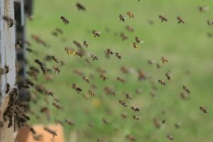 Haunted by losses. Honey bees at hive entrance.