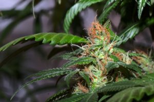 Does cannabis honey come from cannabis flowers?