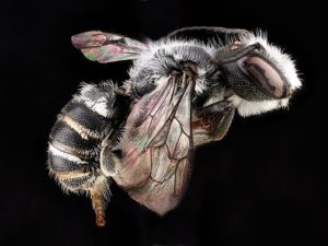 Bellflower resin bee