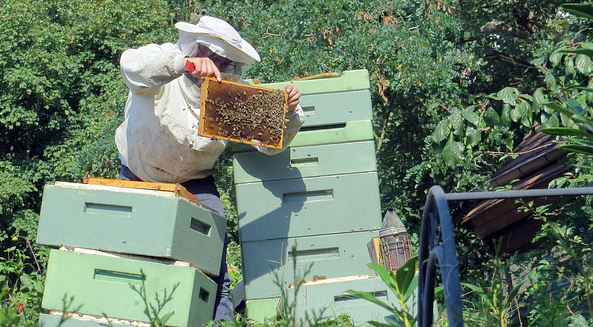 Tippy-hives. Not every beekeeper needs a mentor.