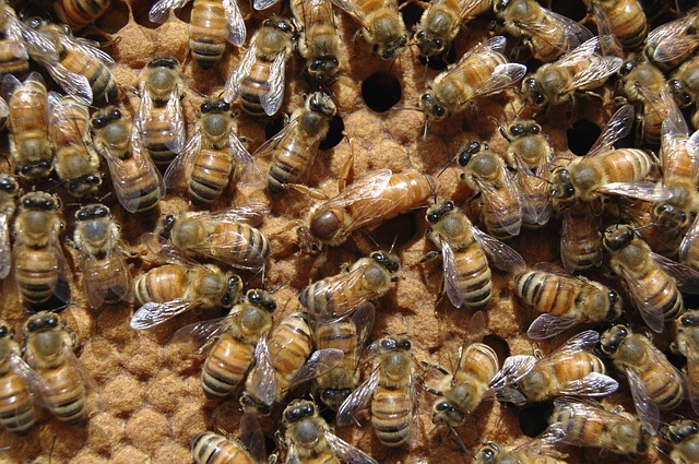 Demise of colony collapse disorder. Weak queens may be the real problem.