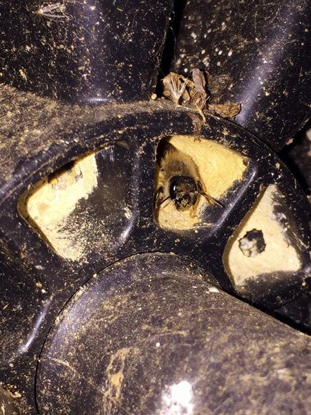 A garbage can for the mason bees.