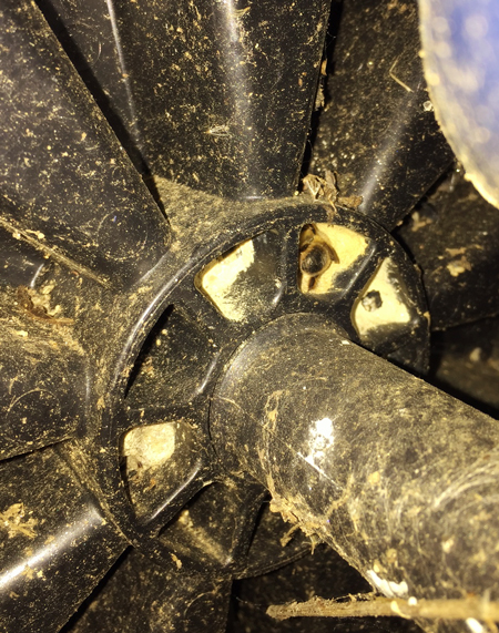 Bee inside garbage can wheel cavity