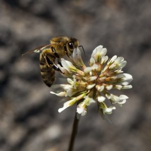 Plant introduced or native plants for honey bees, like this white Dutch clover.