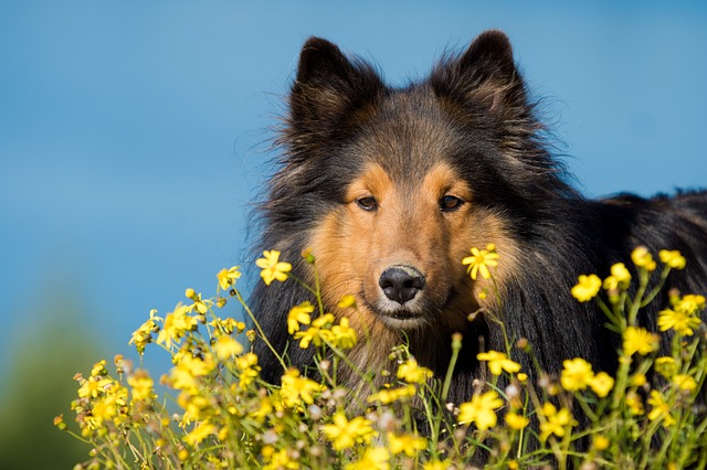 If your dog is prone to allergies, keep him away from the flowers where bees are plentiful.