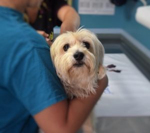 If your dog shows signs of stress, bring him to the vet for examination.