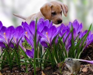 When your dog gets stung, he's often chasing bees.