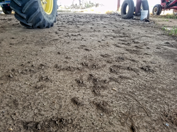 Digger bee community under a farm shed.