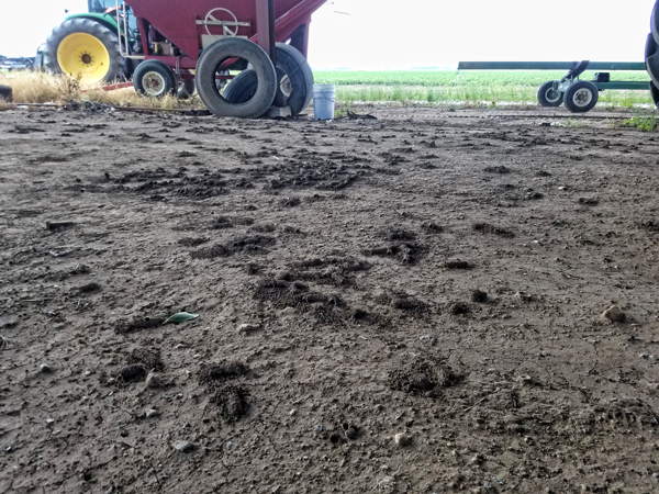 Bare soil is attractive to digger bees.