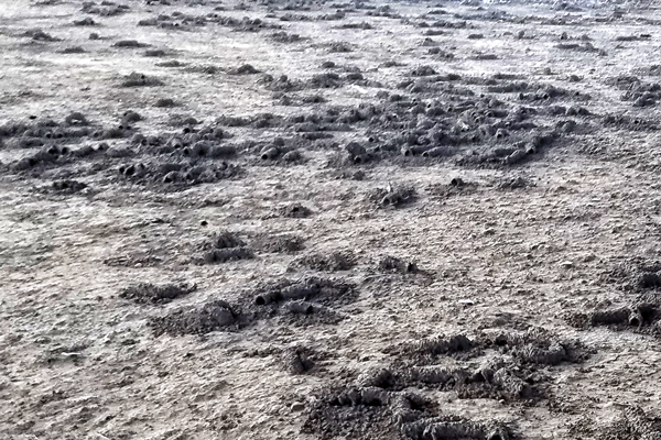 Tumuli of digger bees.